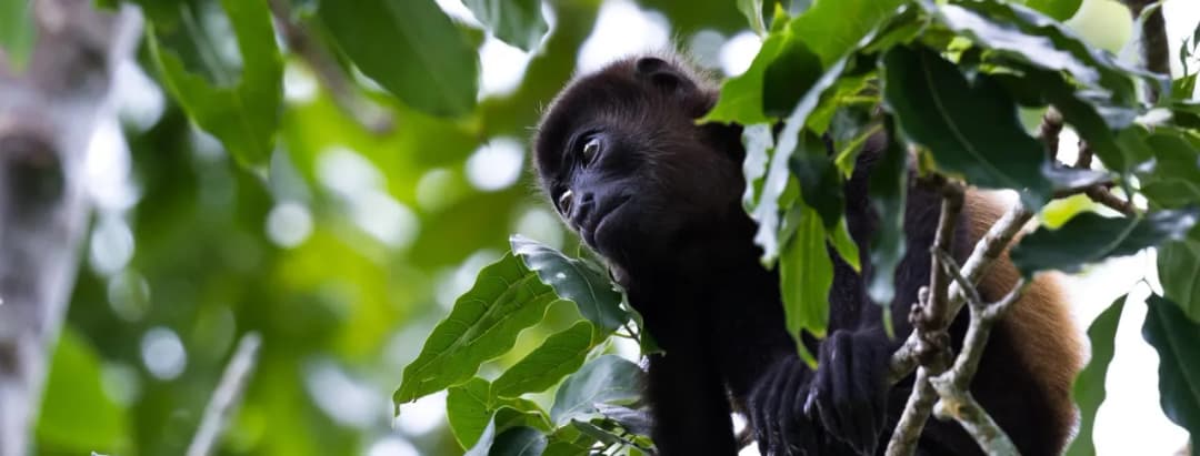 Kostaryka kiedy jechać: uniknij deszczu i ciesz się słońcem