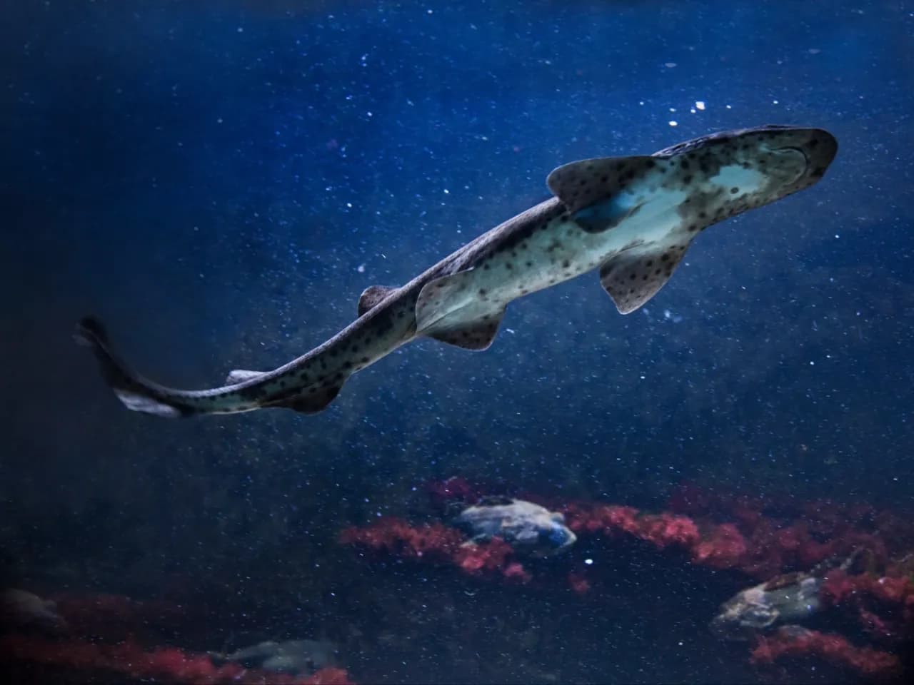 Czy w polskim morzu są rekiny? Odkryj tajemnice Bałtyku