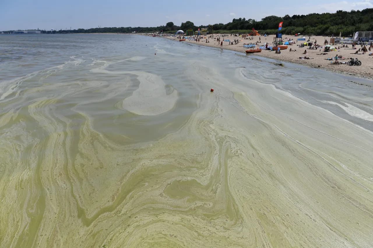 Hel czy są sinice? Sprawdź, czy kąpieliska są bezpieczne teraz